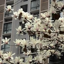 成都旅游 缩略图 3
