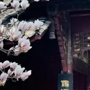 成都旅游 缩略图 5