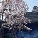 成都旅游 缩略图 8