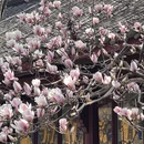 成都旅游 缩略图 6