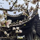 成都旅游 缩略图 1