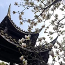 成都旅游 缩略图 6