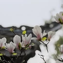 成都旅游 缩略图 4