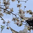 成都旅游 缩略图 8