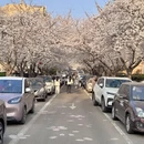 青岛旅游 缩略图 4