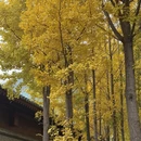 大连旅游 缩略图 5