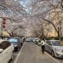 青岛旅游 缩略图 4