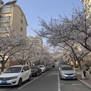 青岛旅游 缩略图 8