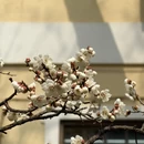 青岛旅游 缩略图 6