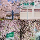 青岛旅游 缩略图 3