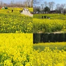 青岛旅游 缩略图 6