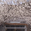 青岛旅游 缩略图 15