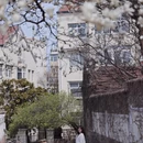 青岛旅游 缩略图 4