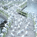 青岛旅游 缩略图 1