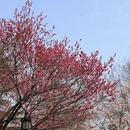 青岛旅游 缩略图 5