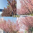 青岛旅游 缩略图 6