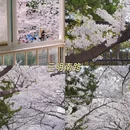青岛旅游 缩略图 5