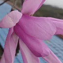 成都旅游 缩略图 7