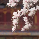 成都旅游 缩略图 7