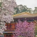 成都旅游 缩略图 4