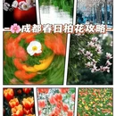 成都旅游 缩略图 1