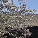 成都旅游 缩略图 4