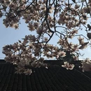 成都旅游 缩略图 7