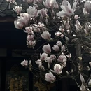 成都旅游 缩略图 14