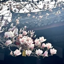 成都旅游 缩略图 13