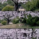 青岛旅游 缩略图 2