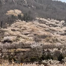 青岛旅游 缩略图 1