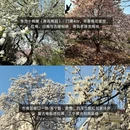 青岛旅游 缩略图 2