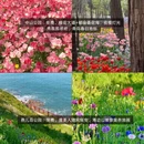 青岛旅游 缩略图 6