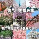 青岛旅游 缩略图 1