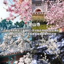 青岛旅游 缩略图 2