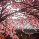 青岛旅游 缩略图 3