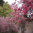大连旅游 缩略图 1
