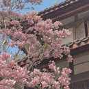 成都旅游 缩略图 3