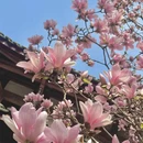 成都旅游 缩略图 4