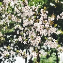 成都旅游 缩略图 15