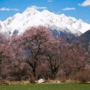 林芝旅游 缩略图 2