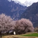 林芝旅游 缩略图 8