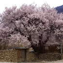 林芝旅游 缩略图 7