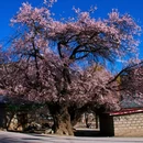 林芝旅游 缩略图 4