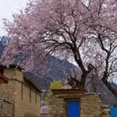 林芝旅游 缩略图 3