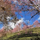 昭通旅游 缩略图 5