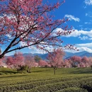 昭通旅游 缩略图 4