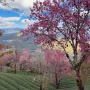 昭通旅游 缩略图 10