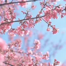 大理州旅游 缩略图 6