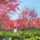 大理州旅游 缩略图 2